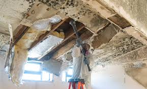 Mold Documentation for Insurance Claims in Halls, TN